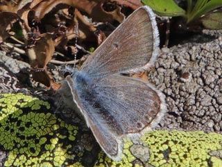 Plebeius glandon Dunkler Alpenbluling Glandon Blue