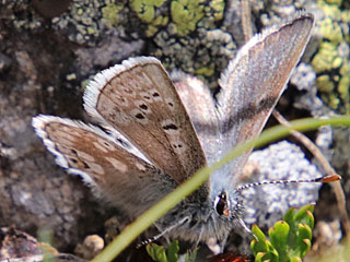 Plebeius glandon Dunkler Alpenbluling Glandon Blue