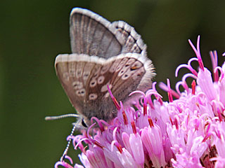 Plebeius glandon Dunkler Alpenbluling Glandon Blue