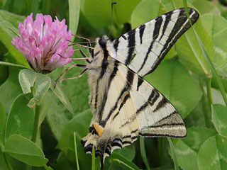 Segelfalter Iphiclides podalirius Scarce Swallowtail