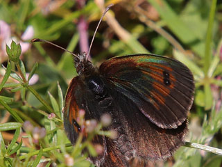 Grnschillernder Mohrenfalter Erebia tyndarus Swiss Brassy Ringlet Erebia cassioides Common Brassy Ringlet