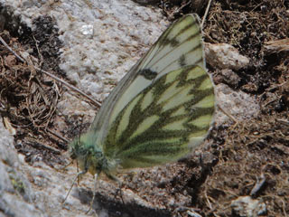 Pontia callidice  Alpen-Weiling Peak White  Pieridae Weilinge