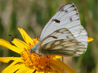 Pontia callidice  Alpen-Weiling Peak White  Pieridae Weilinge