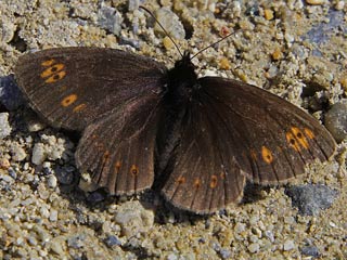 Erebia alberganus Almond-eyed Ringlet  Mandelugiger Mohrenfalter