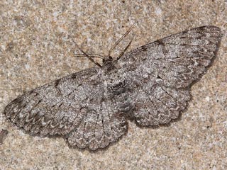 07784 Hypomecis punctinalis (SCOPOLI, 1763) - Aschgrauer Rindenspanner