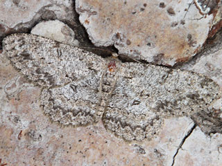 07784 Hypomecis punctinalis (SCOPOLI, 1763) - Aschgrauer Rindenspanner