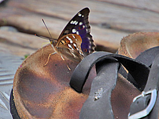 Kleiner Schillerfalter Apatura ilia  Lesser Purple Emperor