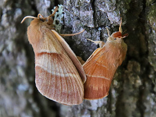 Paarung Brombeerspinner   Macrothylacia rubi   Fox Moth  (19192 Byte)