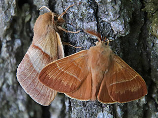Pärchen Brombeerspinner   Macrothylacia rubi   Fox Moth  (19192 Byte)