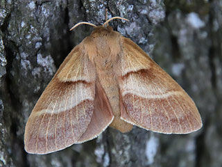 Weibchen  Brombeerspinner   Macrothylacia rubi   Fox Moth  (19192 Byte)