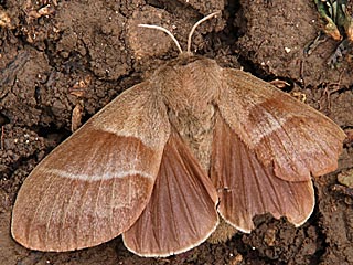 Weibchen Brombeerspinner   Macrothylacia rubi   Fox Moth  (19192 Byte)