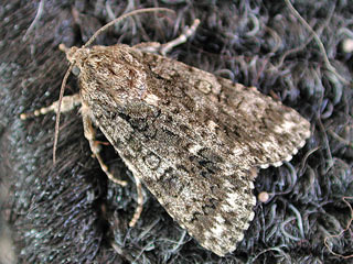 Ampfereule Acronicta rumicis Knot Grass Eule Eulenfalter