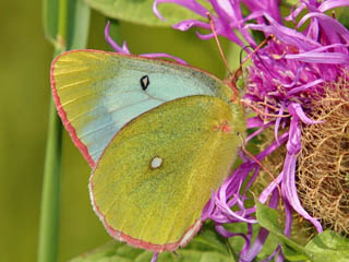 Hochmoor-Gelbling Colias palaeno Moorland Clouded Yellow 