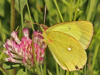 Hochmoor-Gelbling Colias palaeno Moorland Clouded Yellow 