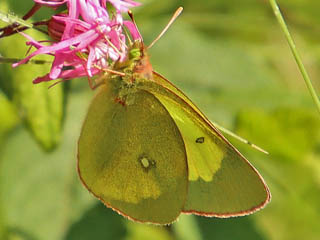 Hochmoor-Gelbling Colias palaeno Moorland Clouded Yellow 