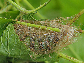 Kokon Kleines Nachtpfauenauge Eudia bzw. Saturnia pavonia Emperor Moth (10220 Byte)