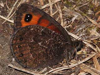 Erebia gorge  Felsen-Mohrenfalter Silky Ringlet