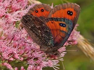 Erebia gorge  Felsen-Mohrenfalter Silky Ringlet