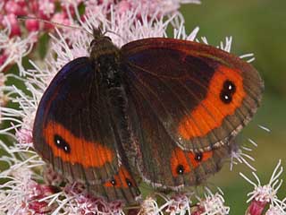 Erebia gorge  Felsen-Mohrenfalter Silky Ringlet