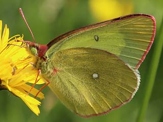 Hochmoor-Gelbling Colias palaeno Moorland Clouded Yellow 