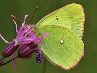 Hochmoor-Gelbling Colias palaeno Moorland Clouded Yellow 