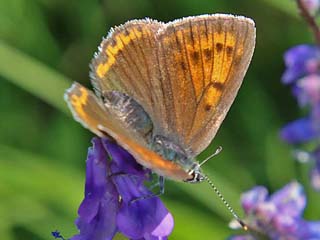 Männchen Lilagold-Feuerfalfter   Lycaena hippothoe  Purple-edged Copper (24085 Byte)