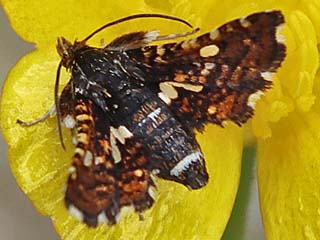 Thyris fenestrella Fenster-Schwrmerchen 