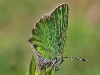 Grner Zipfelfalter Callophrys rubi Green Hairstreak