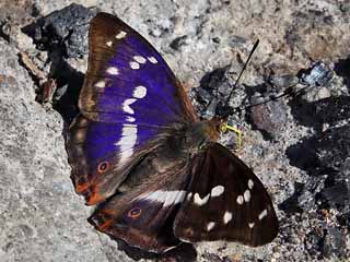 Großer Schillerfalter  Apatura iris  Purple Emperor