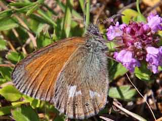 Rotbraunes Wiesenvoegelchen Coenonympha glycerion Chestnut Heath 