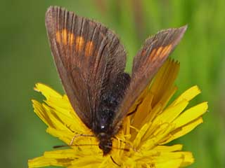 Unpunktierter Mohrenfalter  Erebia pharte