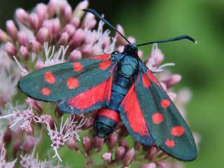 Vernderliches Widderchen Zygaena ephialtes