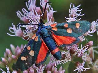 Vernderliches Widderchen Zygaena ephialtes