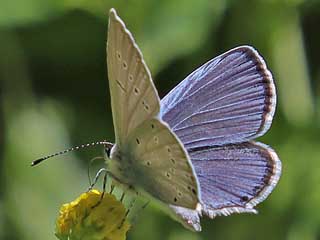 Mnnchen Sdlicher Kurzgeschwnzter Bluling Cupido alcetas Provencal Short-tailed Blue