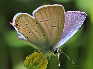 Mnnchen Sdlicher Kurzgeschwnzter Bluling Cupido alcetas Provencal Short-tailed Blue