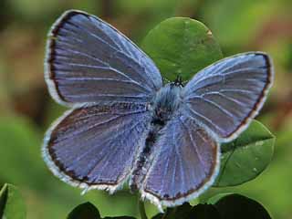 Mnnchen Sdlicher Kurzgeschwnzter Bluling Cupido alcetas Provencal Short-tailed Blue