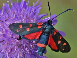 Vernderliches Widderchen Zygaena ephialtes