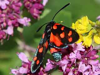 Vernderliches Widderchen Zygaena ephialtes