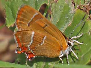 Weibchen Nierenfleck-Zipfelfalter Thecla betulae Brown Hairstreak