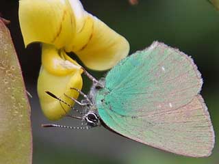 Callophrys herculeana