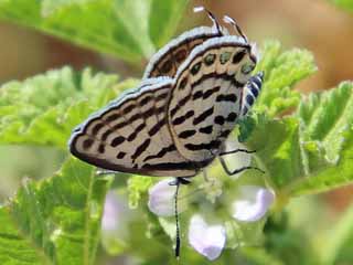 Tarucus balkanicus Little Tiger Blue