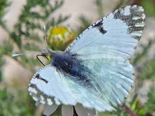 stlicher Gesprenkelter Weiling  Eastern Dappled White  Eichloe ausonia