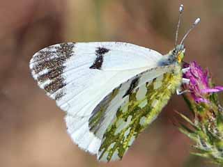 stlicher Gesprenkelter Weiling  Eastern Dappled White  Eichloe ausonia