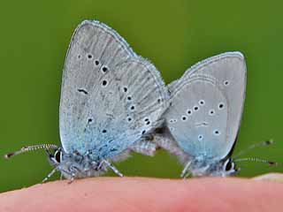 Zwerg-Bluling Cupido minimus Small Blue (13414 Byte)