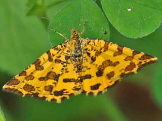 Panther-Spanner Pseudopanthera macularia Speckled Yellow (17590 Byte)
