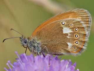 Rotbraunes Wiesenvoegelchen Coenonympha glycerion Chestnut Heath 