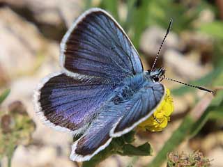 Mnnchen Geiklee-Blaeuling Argus-Blaeuling Plebeius argus Silver-studded Blue (28740 Byte)