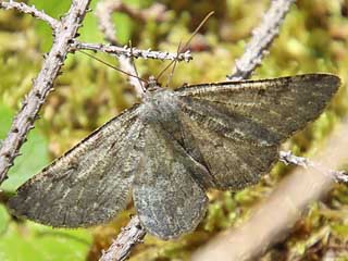 Alcis repandata  Wellenlinien-Rindenspanner  Mottled Beauty