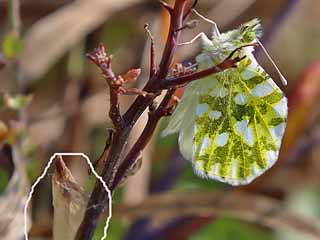 stlicher Gesprenkelter Weiling  Eastern Dappled White  Eichloe ausonia