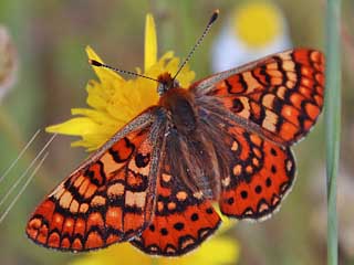 Euphydryas beckeri